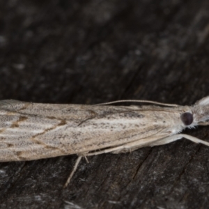 Culladia cuneiferellus at Melba, ACT - 23 Mar 2022