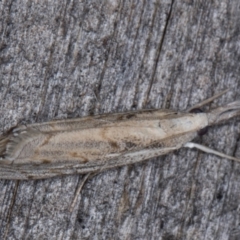 Culladia cuneiferellus at Melba, ACT - 23 Mar 2022