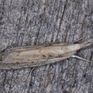 Culladia cuneiferellus at Melba, ACT - 23 Mar 2022