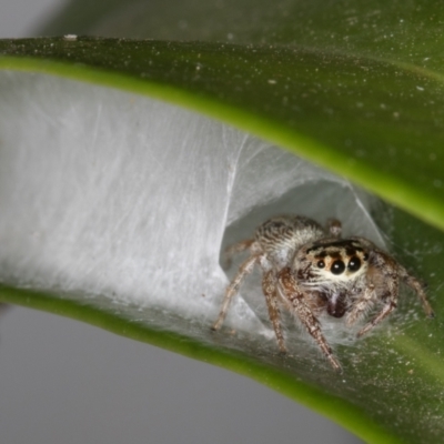 Opisthoncus grassator (Jumping spider) at Melba, ACT - 31 Mar 2022 by kasiaaus