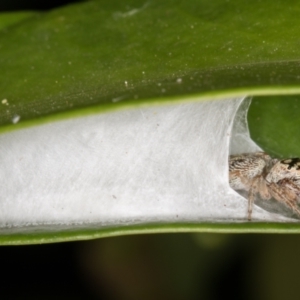 Opisthoncus grassator at Melba, ACT - 31 Mar 2022