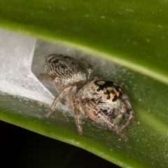 Opisthoncus grassator at Melba, ACT - 31 Mar 2022 12:12 AM