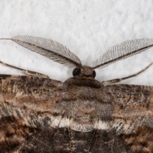 Scioglyptis lyciaria at Melba, ACT - 23 Mar 2022 11:17 PM