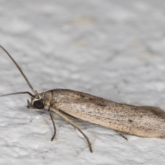 Gelechiidae (family) at Melba, ACT - 23 Mar 2022