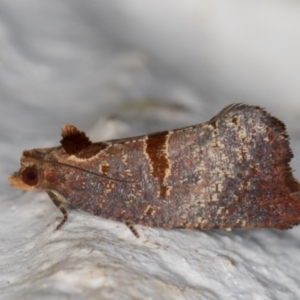 Glyphidoptera insignana at Melba, ACT - 24 Mar 2022 10:01 PM