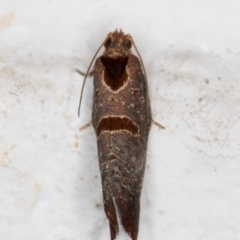 Glyphidoptera insignana at Melba, ACT - 24 Mar 2022 10:01 PM