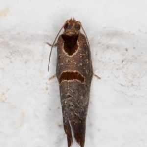 Glyphidoptera insignana at Melba, ACT - 24 Mar 2022 10:01 PM