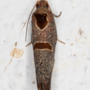 Glyphidoptera insignana at Melba, ACT - 24 Mar 2022 10:01 PM