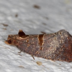 Glyphidoptera insignana at Melba, ACT - 24 Mar 2022 10:01 PM