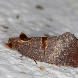 Glyphidoptera insignana at Melba, ACT - 24 Mar 2022 10:01 PM