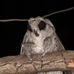 Agrius convolvuli at Melba, ACT - 25 Mar 2022