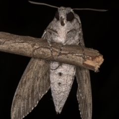 Agrius convolvuli at Melba, ACT - 25 Mar 2022 11:12 PM