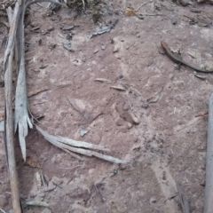 Lampropholis sp. (Grass Skink) at Richlands, NSW - 22 Mar 2019 by srthorn