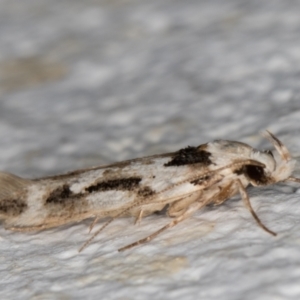 Oecophoridae (family) at Melba, ACT - 25 Mar 2022