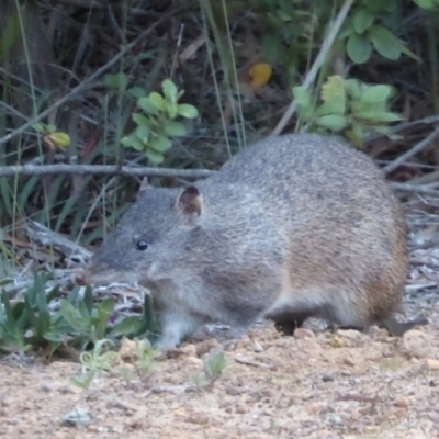Isoodon obesulus nauticus (Southern Brown Bandicoot) at Cheynes, WA - 16 Sep 2019 by Christine