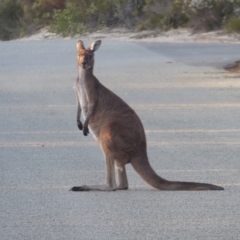 Macropus fuliginosus (Western grey kangaroo) at Cheynes, WA - 17 Sep 2019 by Christine