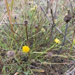 Calotis lappulacea (Yellow Burr Daisy) at The Fair, Watson - 27 Apr 2022 by waltraud