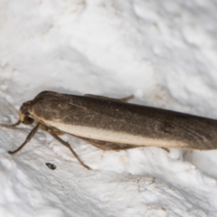 Scoliacma nana (Diminutive Footman) at Melba, ACT - 25 Mar 2022 by kasiaaus