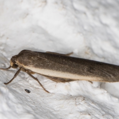 Scoliacma nana (Diminutive Footman) at Melba, ACT - 25 Mar 2022 by kasiaaus