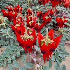 Swainsona formosa (Sturt's Desert Pea) at Broken Hill, NSW - 27 Apr 2022 by AaronClausen