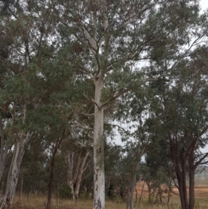 Eucalyptus mannifera subsp. mannifera at Bluetts Block (402, 403, 12, 11) - 27 Apr 2022 08:14 PM