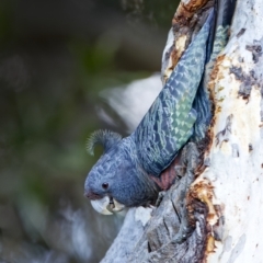 Callocephalon fimbriatum (Gang-gang Cockatoo) at GG179 - 24 Apr 2022 by BenHarvey