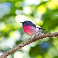 Petroica rosea (Rose Robin) at Acton, ACT - 24 Apr 2022 by BenHarvey