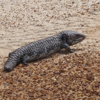 Tiliqua rugosa rugosa (Bobtail) at Cheynes, WA - 16 Sep 2019 by Christine