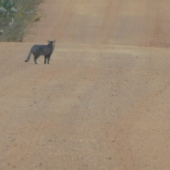 Felis catus (Feral Cat) at Amelup, WA - 14 Sep 2019 by Christine