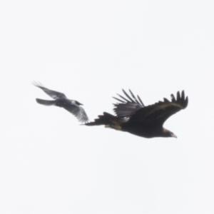 Aquila audax at Molonglo Valley, ACT - 26 Apr 2022