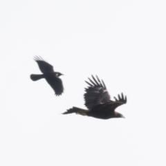 Aquila audax at Molonglo Valley, ACT - 26 Apr 2022