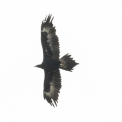 Aquila audax at Molonglo Valley, ACT - 26 Apr 2022