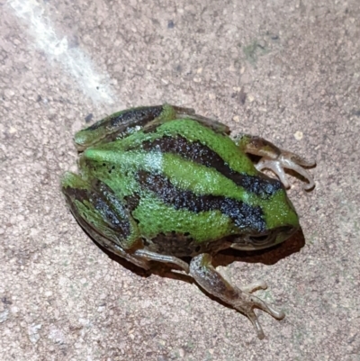 Litoria verreauxii verreauxii (Whistling Tree-frog) at Sutton, NSW - 27 Apr 2022 by Marchien