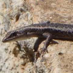 Cryptoblepharus buchananii at Northam, WA - 12 Sep 2019 by Christine