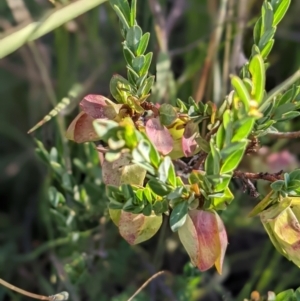 Pimelea bracteata at Nurenmerenmong, NSW - 4 Feb 2022 03:26 AM