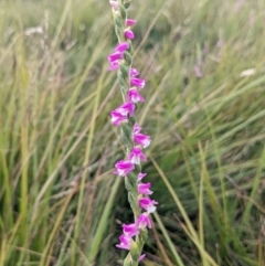 Spiranthes australis (Austral Ladies Tresses) at Nurenmerenmong, NSW - 5 Feb 2022 by Marchien