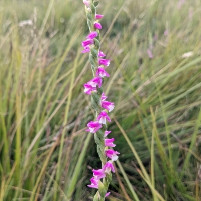 Spiranthes australis (Austral Ladies Tresses) at Nurenmerenmong, NSW - 4 Feb 2022 by Marchien