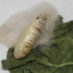 Pyraloidea immature unidentified (Pyraloidea caterpillar / pupa) at Higgins, ACT - 26 Apr 2022 by AlisonMilton