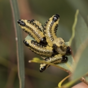 Paropsis atomaria at Molonglo Valley, ACT - 26 Apr 2022