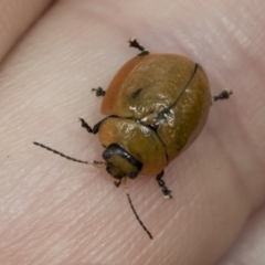 Paropsisterna cloelia (Eucalyptus variegated beetle) at Molonglo Valley, ACT - 26 Apr 2022 by AlisonMilton