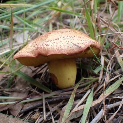 Unidentified Bolete - Fleshy texture, stem central (more-or-less) at Cook, ACT - 26 Apr 2022 by drakes
