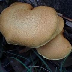 Gymnopilus junonius (Spectacular Rustgill) at Cook, ACT - 26 Apr 2022 by drakes