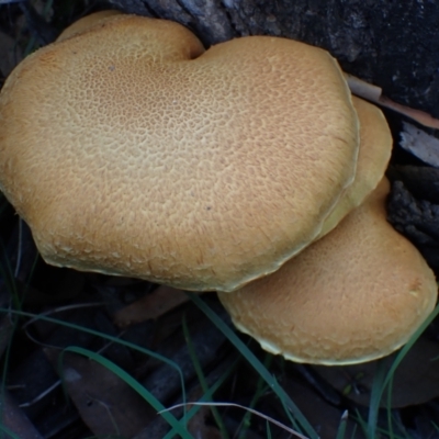 Gymnopilus junonius (Spectacular Rustgill) at Mount Painter - 26 Apr 2022 by drakes