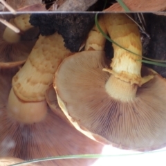 Gymnopilus junonius at Cook, ACT - 27 Apr 2022 09:30 AM