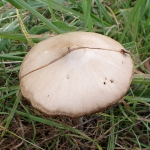 zz agaric (stem; gills not white/cream) at Cook, ACT - 27 Apr 2022 08:58 AM