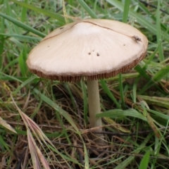 zz agaric (stem; gills not white/cream) at Cook, ACT - 27 Apr 2022 08:58 AM