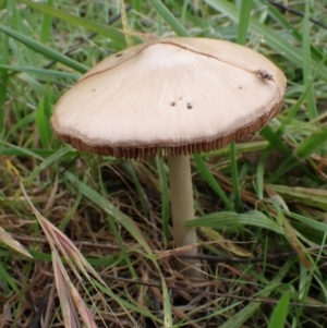 zz agaric (stem; gills not white/cream) at Cook, ACT - 27 Apr 2022 08:58 AM