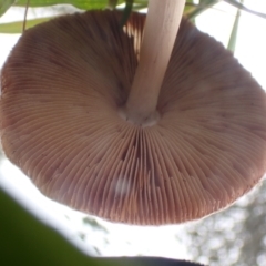 zz agaric (stem; gills not white/cream) at Cook, ACT - 27 Apr 2022 08:58 AM