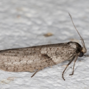 Lepidoscia adelopis, annosella and similar species at Melba, ACT - 28 Mar 2022 10:34 PM