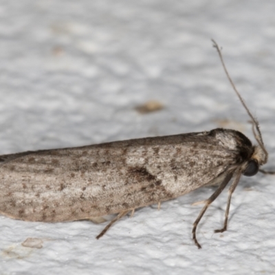 Lepidoscia adelopis, annosella and similar species (A Case moth) at Melba, ACT - 28 Mar 2022 by kasiaaus